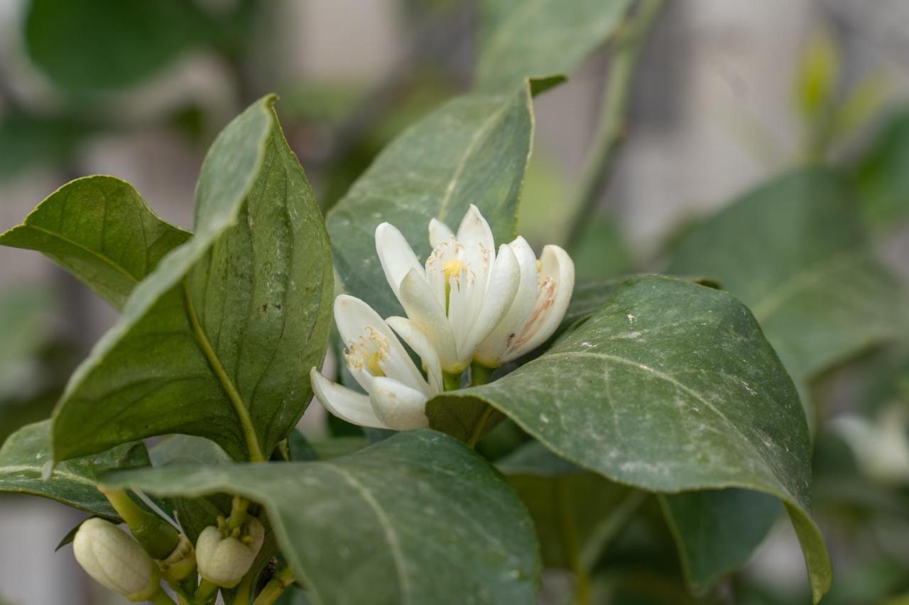 Pozzo Fiorito *