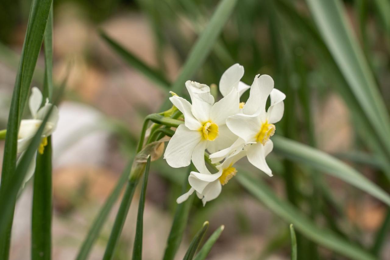 Pozzo Fiorito * Castiglione Delle Stiviere